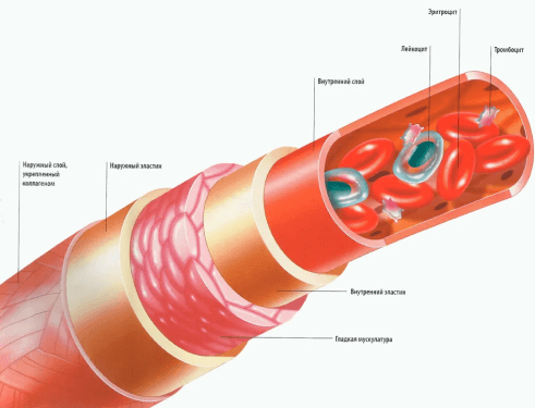 Всё о сосудах 